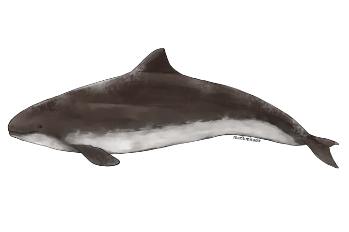 Illustration of a porpoise with a dark upper body and lighter underbelly on a white background.