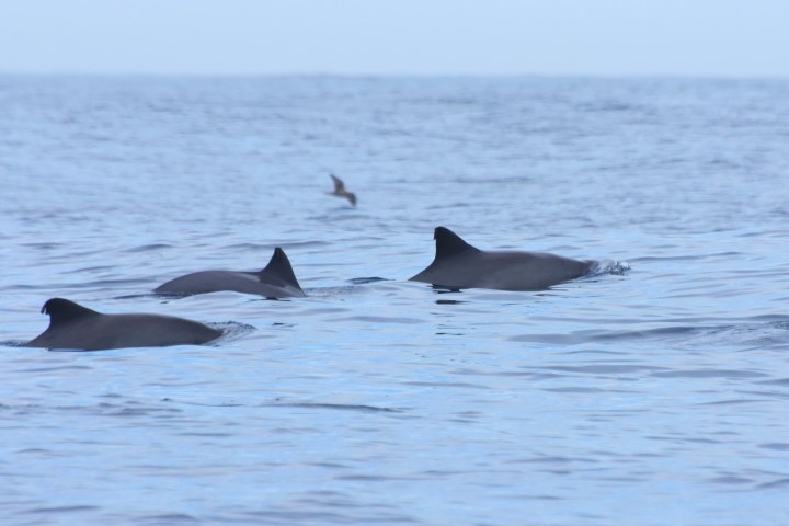 a whale swimming in a body of water