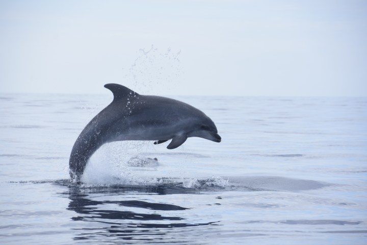 a whale jumping out of the water