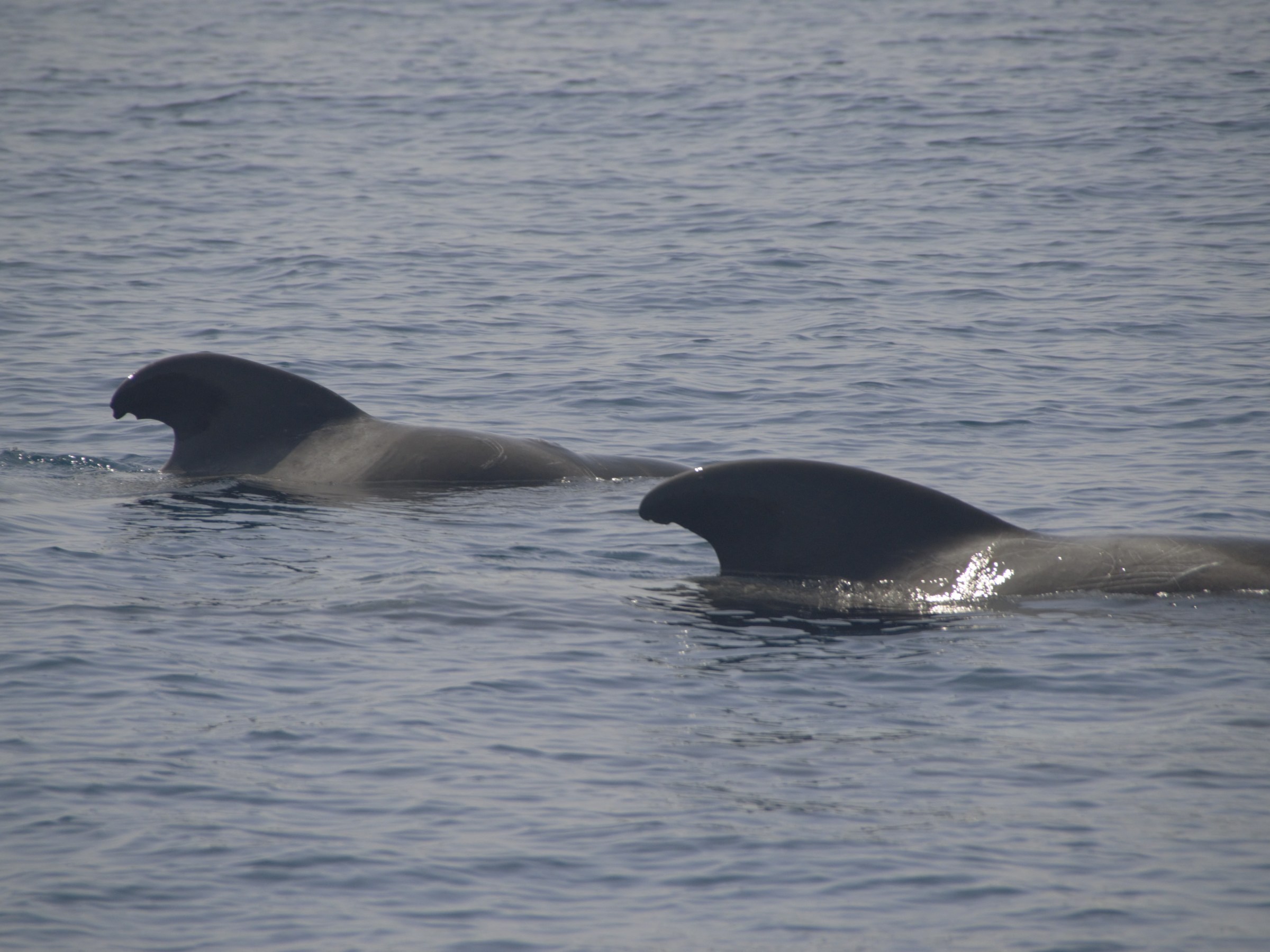 Two pilot whales swimming side by side in the ocean.