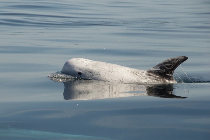 a bird flying over a body of water