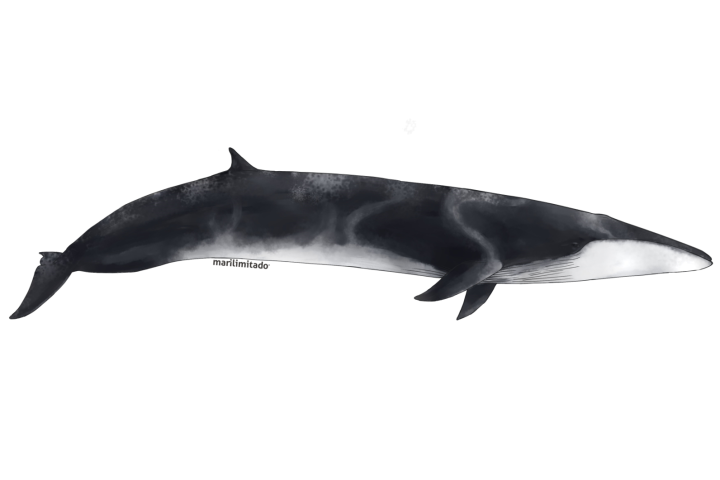 Illustration of a fin whale with a dark back and white underbelly, swimming to the right on a white background.