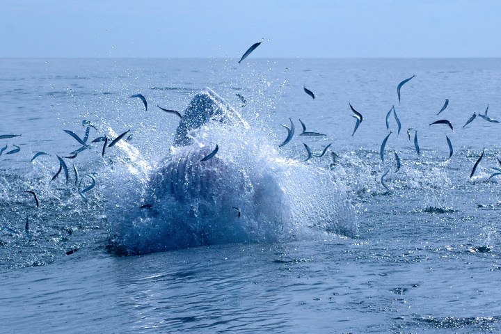 a flock of seagulls flying over a body of water