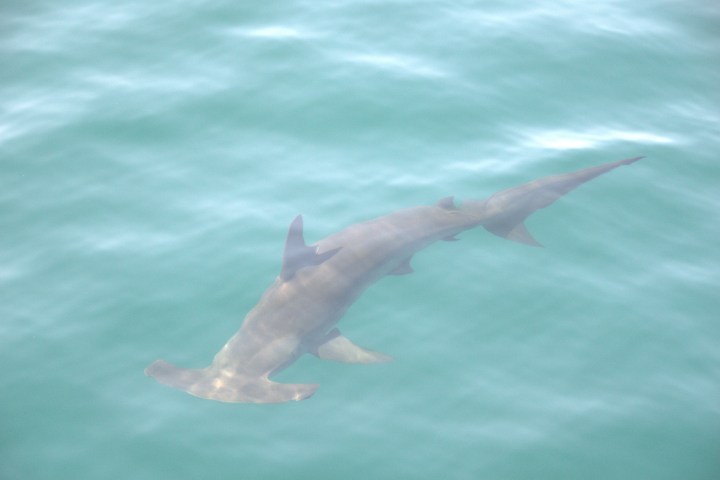 a shark in the water