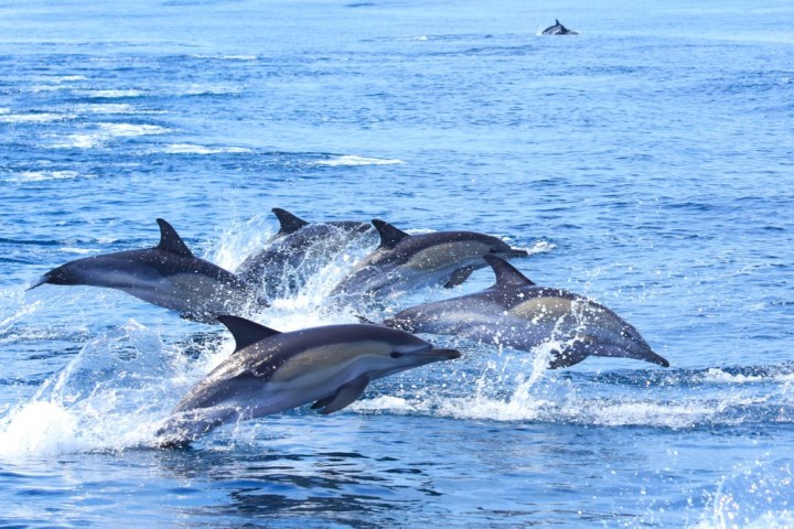a dolphin jumping out of the water