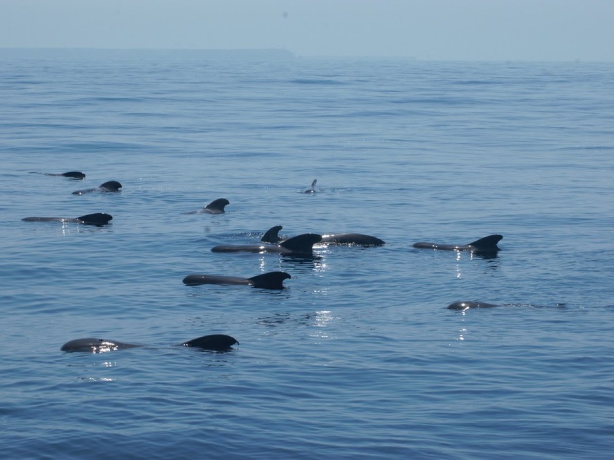 a flock of seagulls are swimming in a body of water