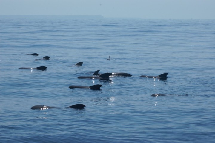 a flock of seagulls are swimming in a body of water