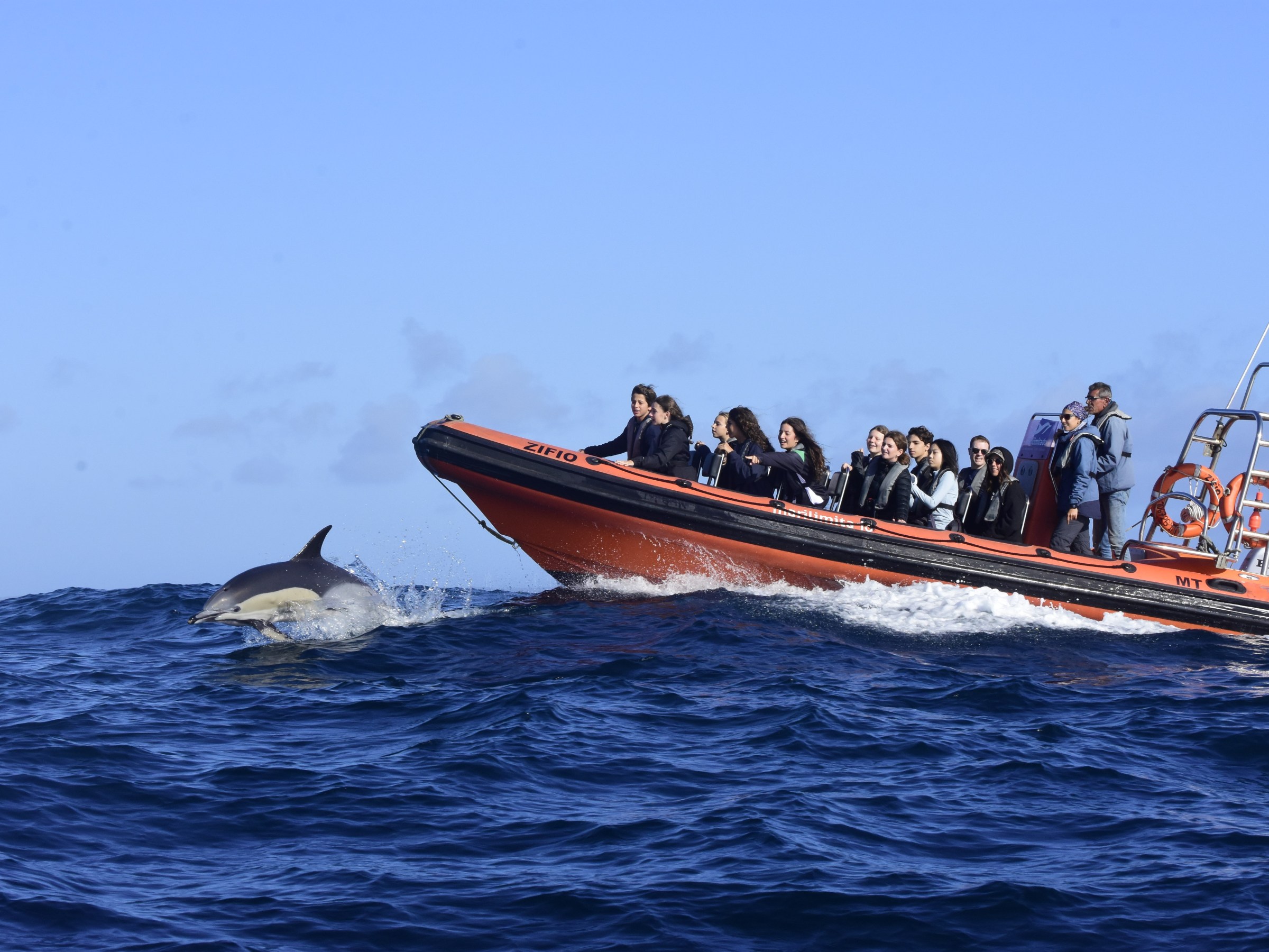 Orange boat with people watching a dolphin leaping nearby on the ocean.