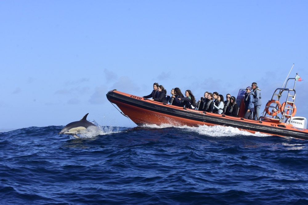 Dolphin Watching and Boat Trips in Sagres
