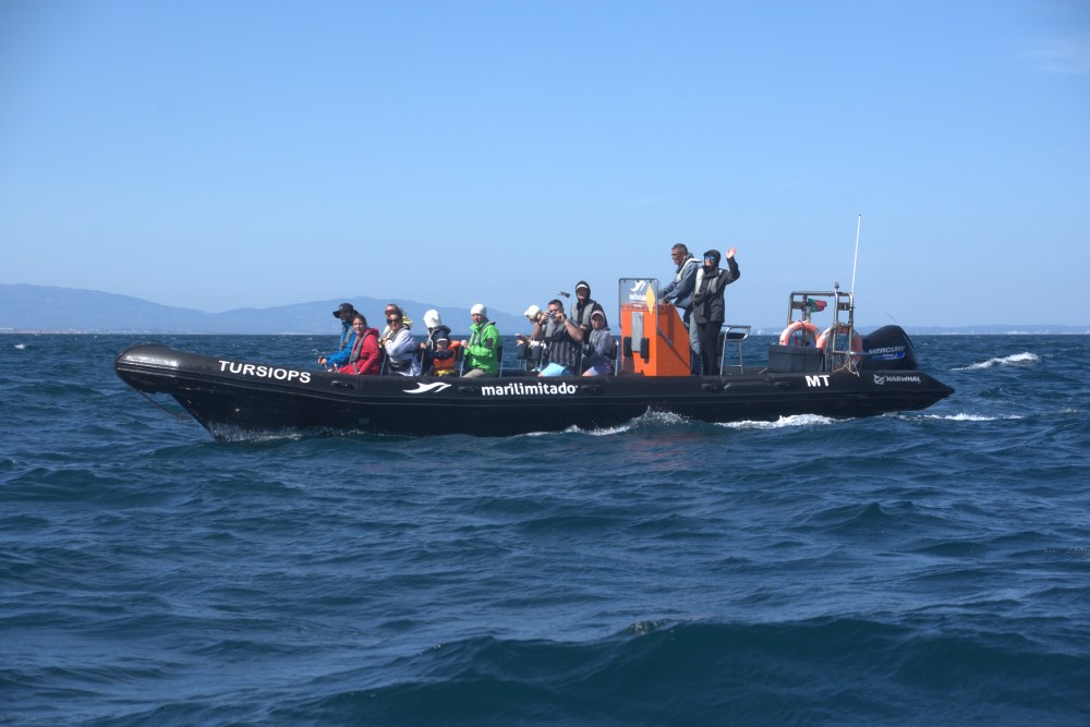 Dolphin Watching and Boat Trips in Sagres
