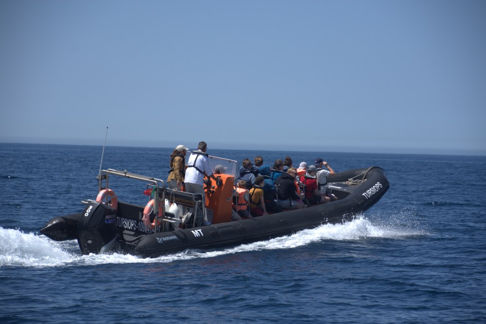 Dolphin Watching and Boat Trips in Sagres