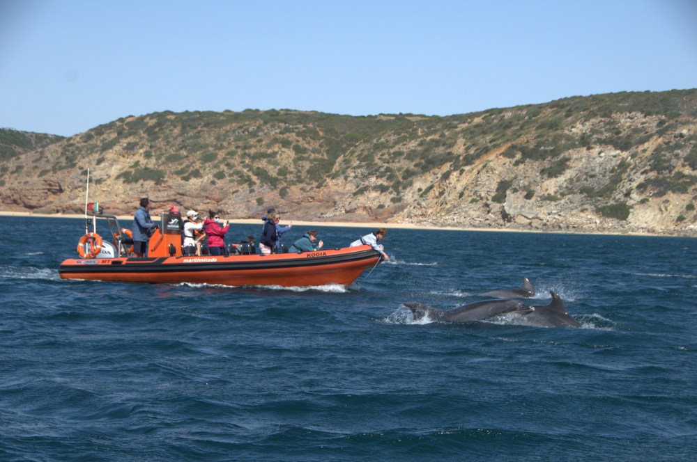 Dolphin Watching and Boat Trips in Sagres