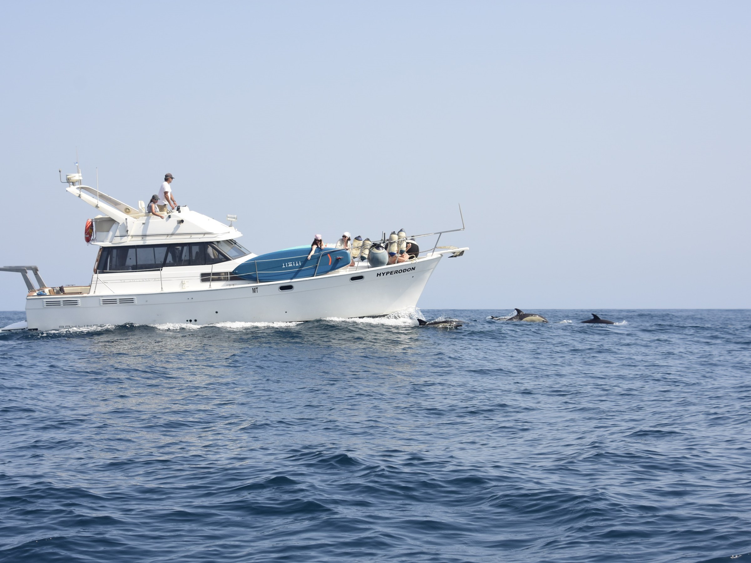White yacht with people watching dolphins swimming nearby in the ocean.