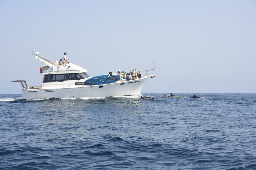 Dolphin Watching and Boat Trips in Sagres