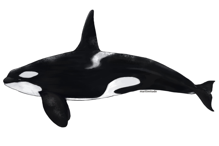 Illustration of an orca whale in black and white on a white background.