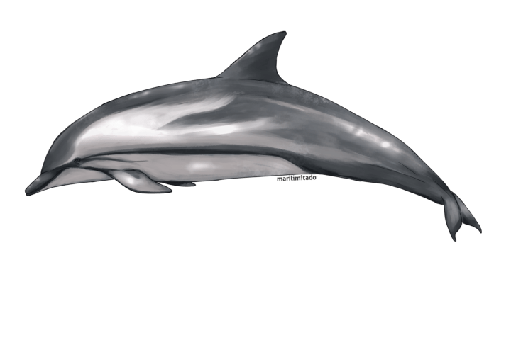Illustration of a dolphin swimming to the right on a transparent background.